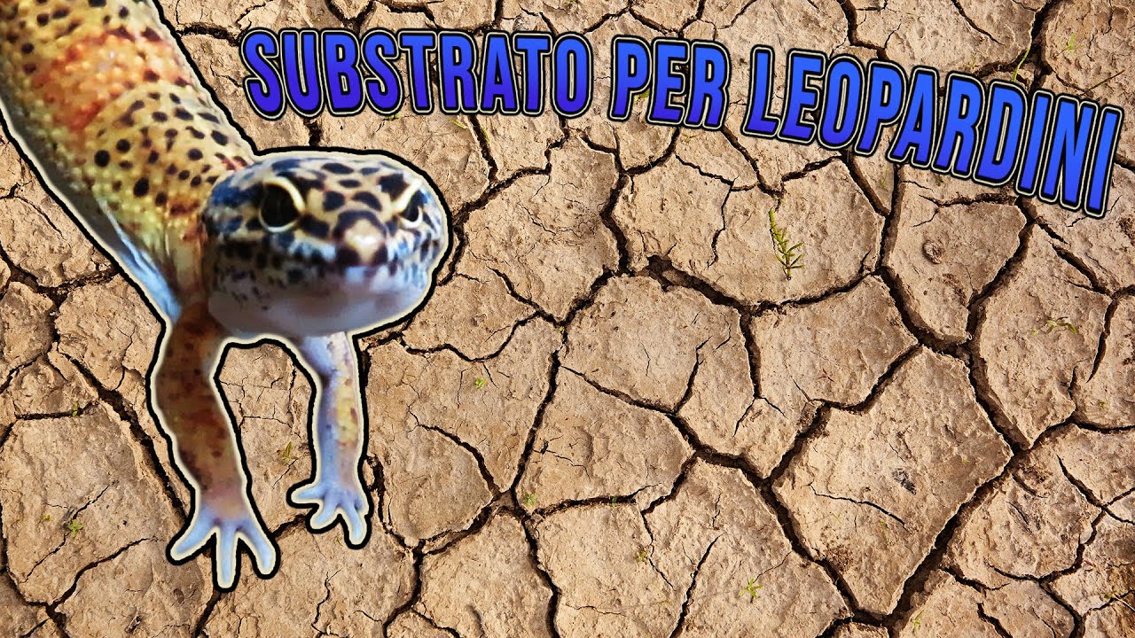 Il SUBSTRATO PERFETTO per LEOPARDINI?