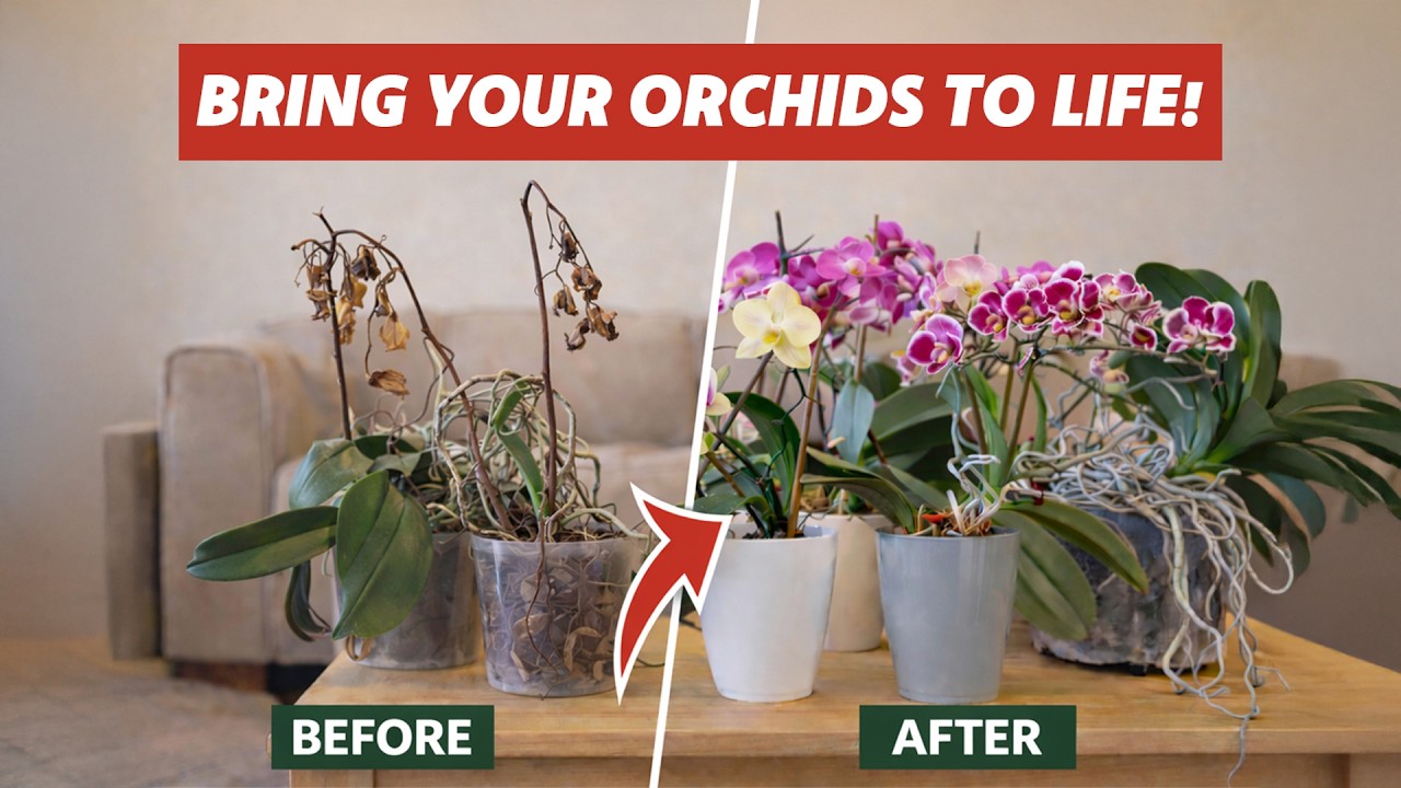 Stop Killing Your Orchids! Tour of my Orchid Addiction + Care Tips