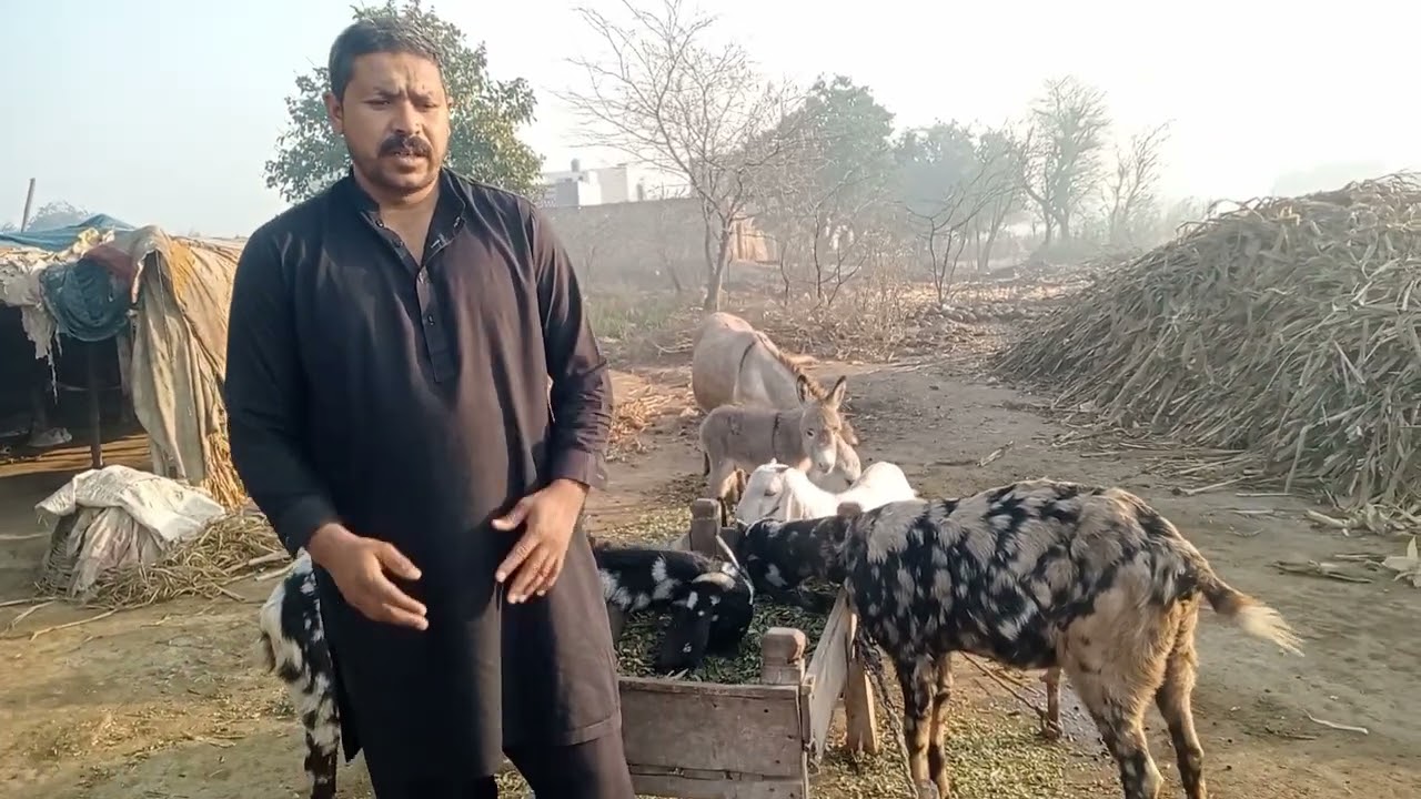 Aaj Maine bakre aur bhainson ko chara Dala hay