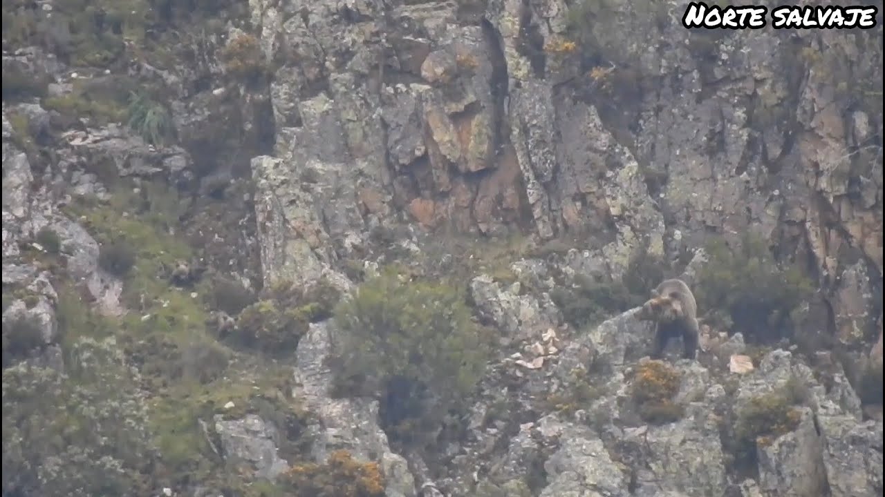 OSOS: Osa y sus crias huyendo de un macho (info en la descripcion)