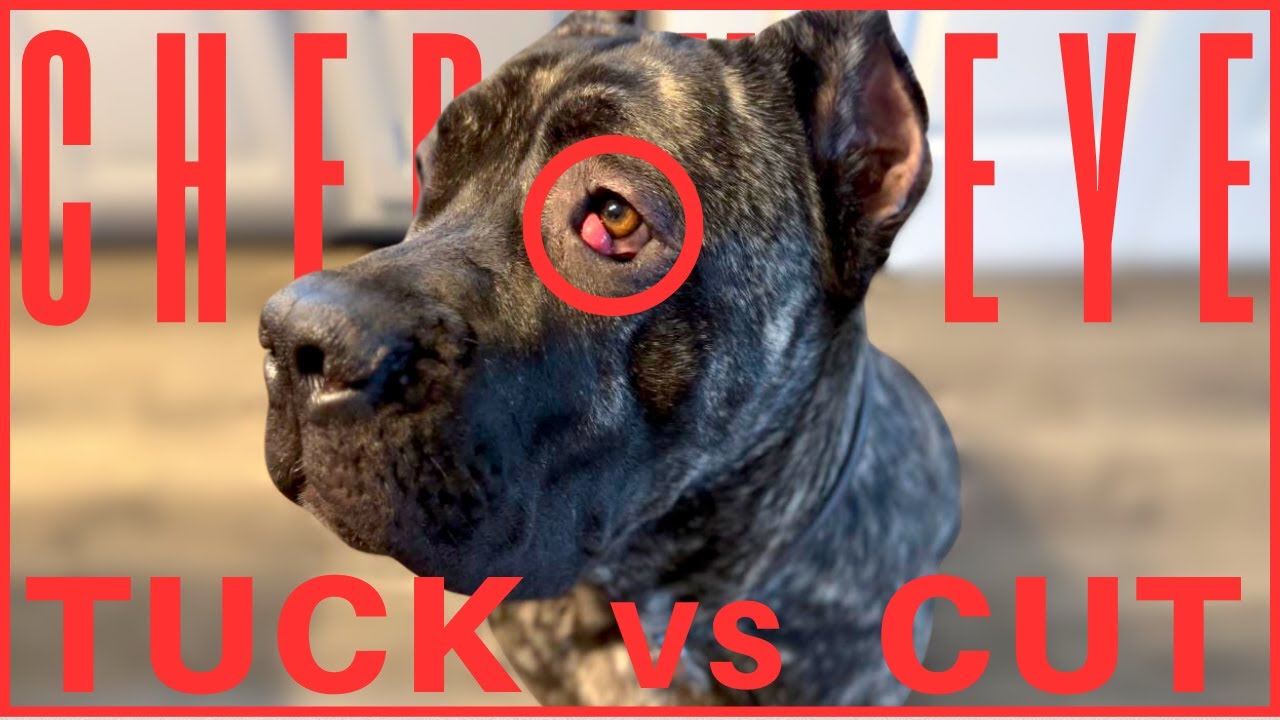 Cane Corso Cherry Eye Explained: Surgery Options