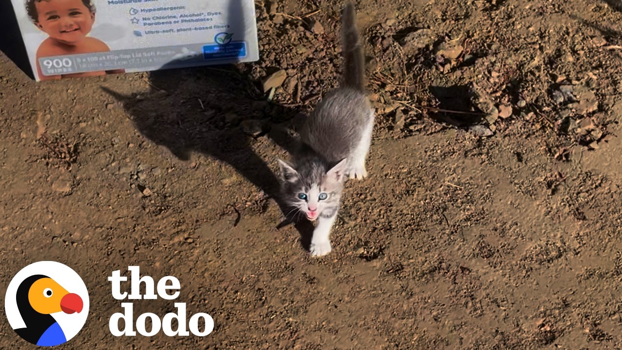 Котята, оставленные в коробке из-под подгузников, нашли идеальные семьи | The Dodo