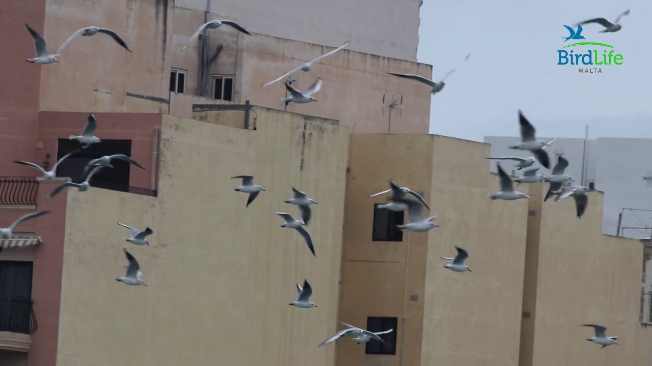 Different gull species at Salina Nature Reserve