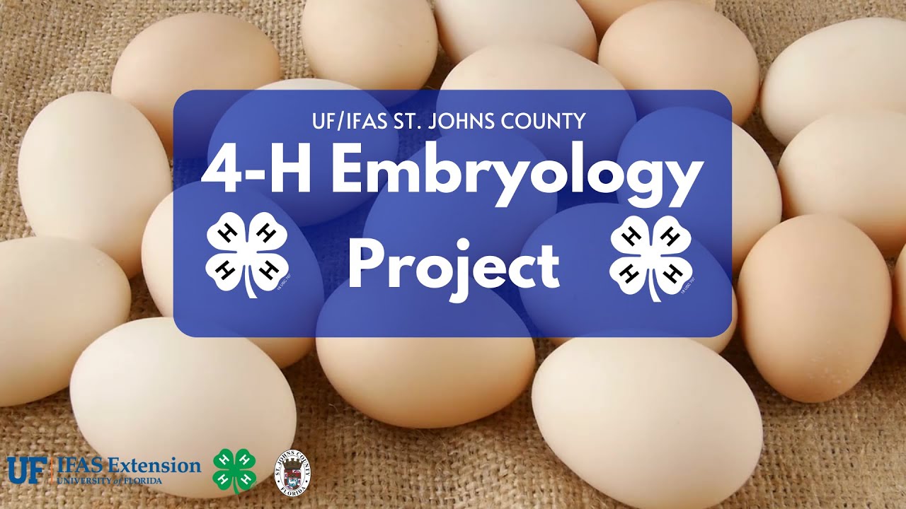 An Introduction to the 4-H Embryology Project