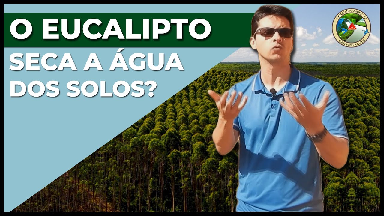O Eucalipto seca a água dos solos ou não??