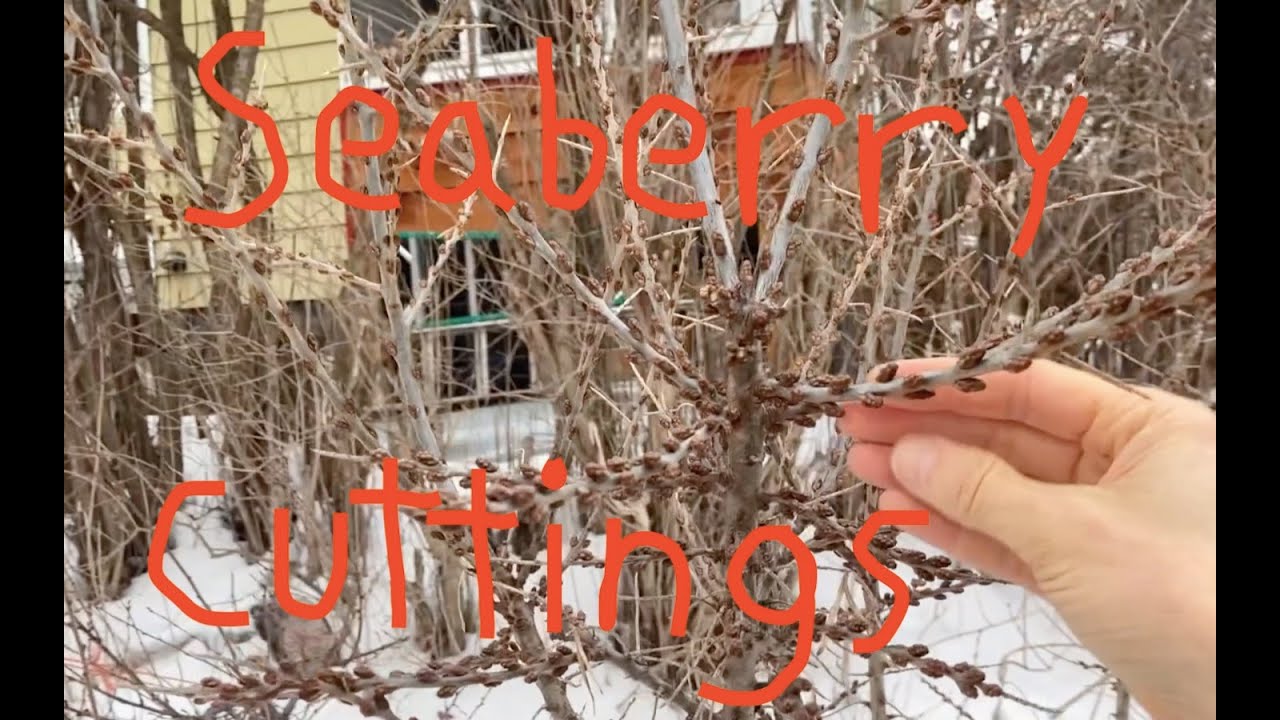 Propagating Seaberry From Cuttings