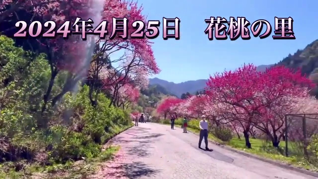日本一の花桃の里　阿智村　月川温泉 Achi Village, the best flowering peach village in Japan