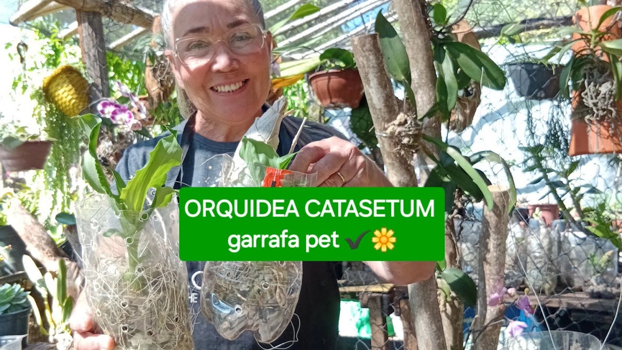( GARRAFA PET)CHEGOU O TEMPO DAS ORQUÍDEA CATASETUM 