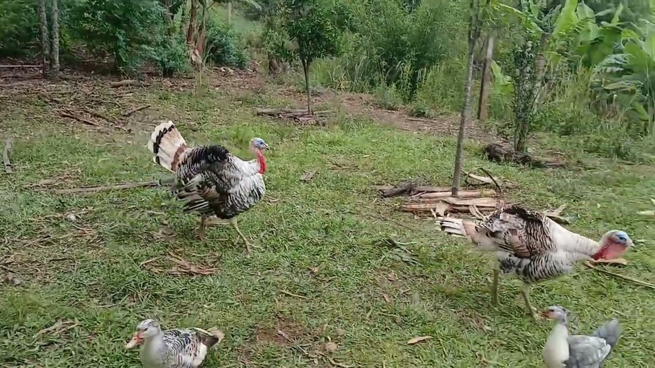 Nosso dia a dia aqui na chácara 