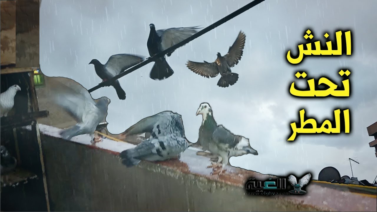 تدريب الحمام الزاجل تحت المطر