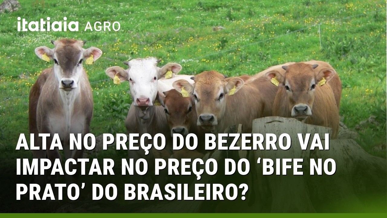 ALTA NO PREÇO DO BEZERRO PODE IMPACTAR NA CARNE DO DIA A DIA DO BRASILEIRO! ENTENDA!