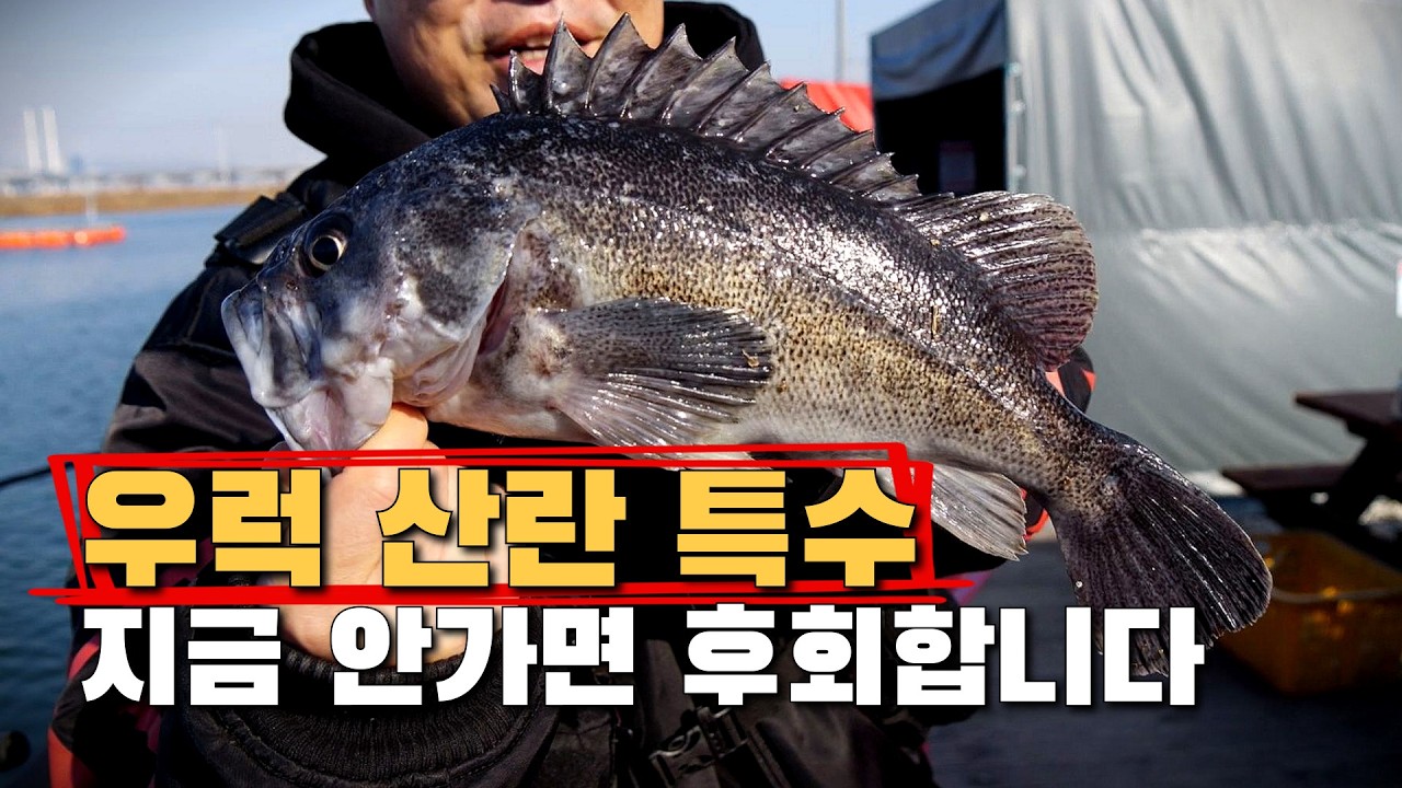 우럭 산란철 특수!! 지금 안가시면 후회합니다
