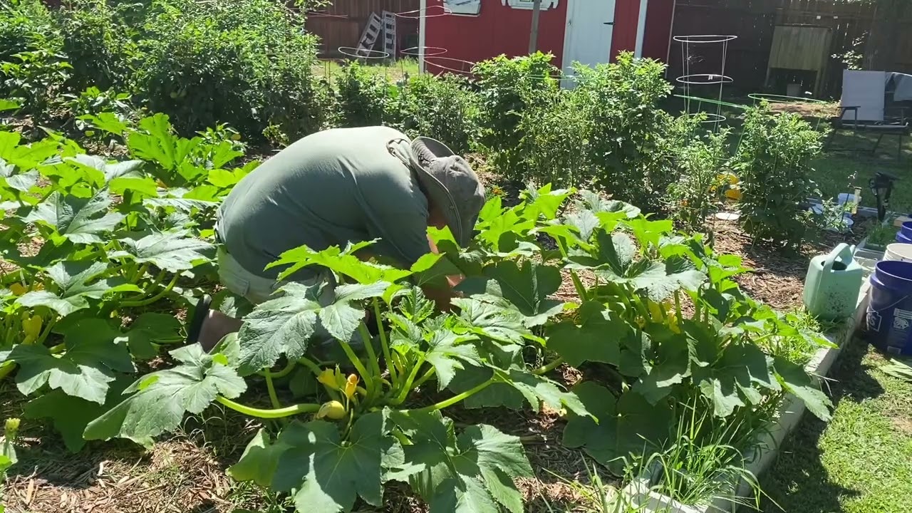 Pruning your Squash and Zucchini plants with @thestupidgardener4642 !