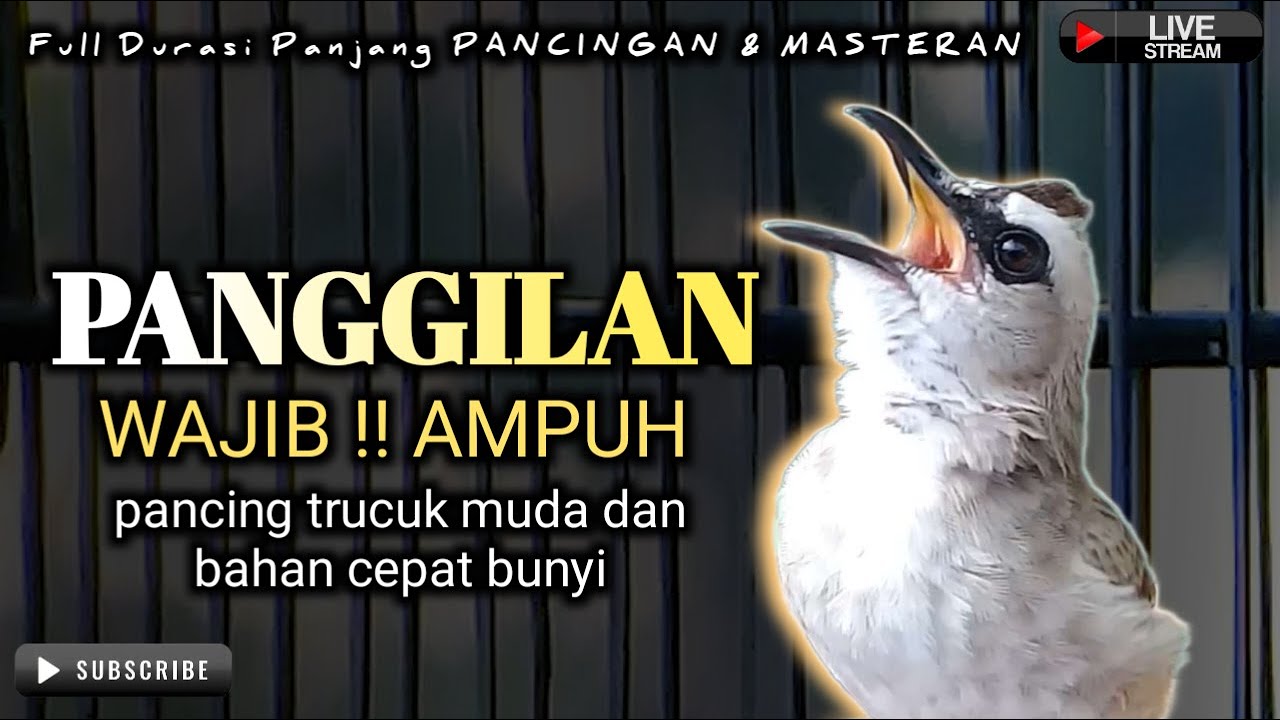 trucukan gacor MEMANGGIL pancingan masteran TERBAIK trucuk cepat EMOSI RAJIN BUNYI