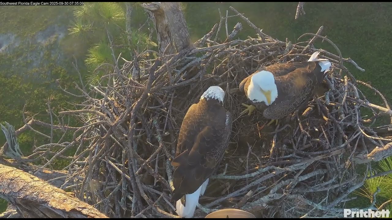 Welcome to Season 14 of the Southwest Florida Eagle Cam!