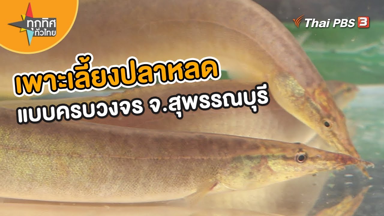 เพาะเลี้ยงปลาหลดแบบครบวงจร จ.สุพรรณบุรี | อาชีพทั่วไทย