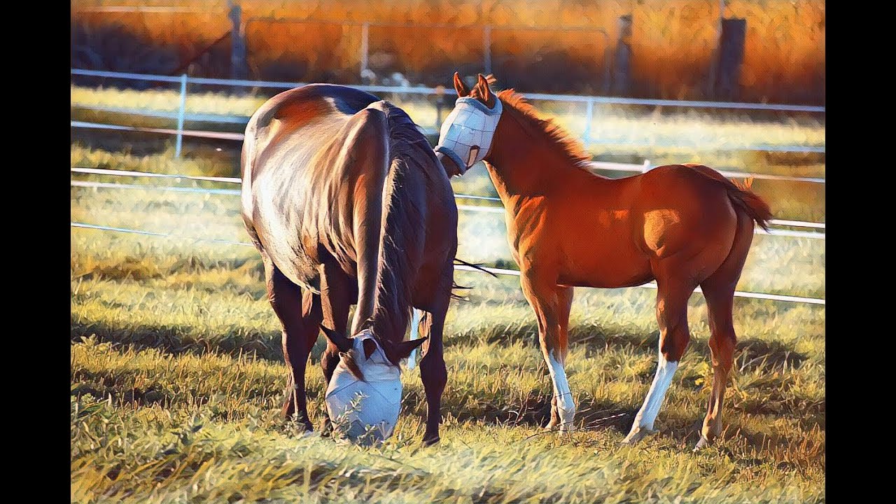 Turning Photography into Artwork - Animals, People and Nature Canvas Art Prints with Blues