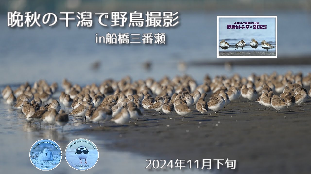 【野鳥撮影】晩秋の干潟で野鳥撮影in船橋三番瀬