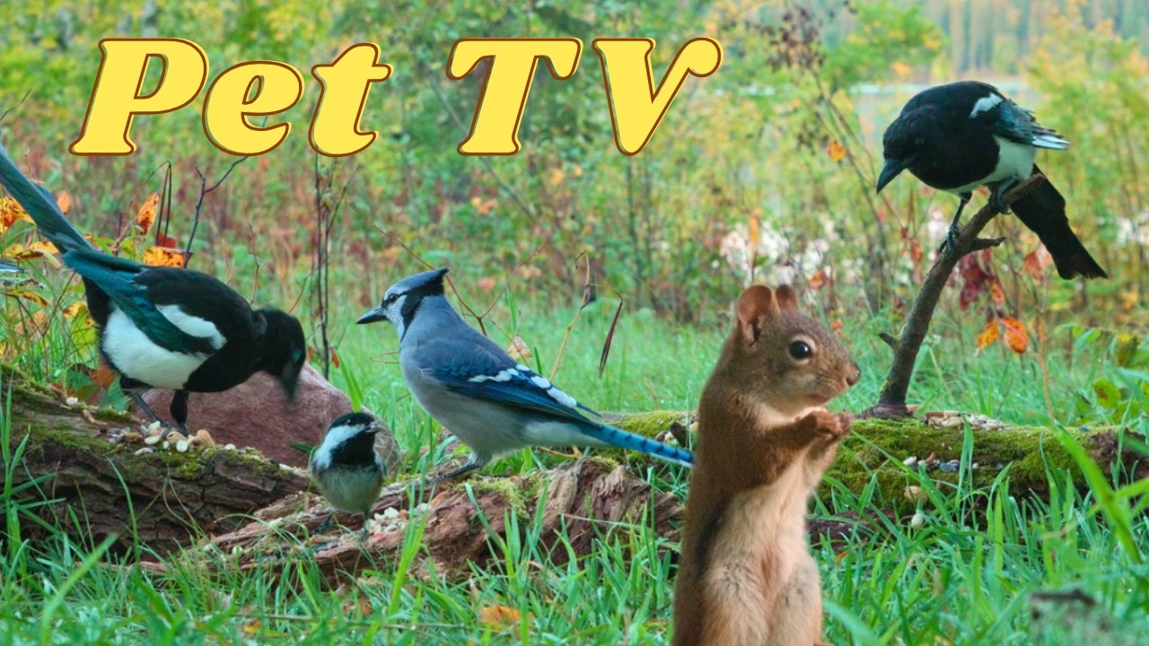 Cat TV • Dog TV - Birds & Squirrels on Sunset Cove 🐿️ 8 Hrs of Entertainment for Cats, Dogs & People