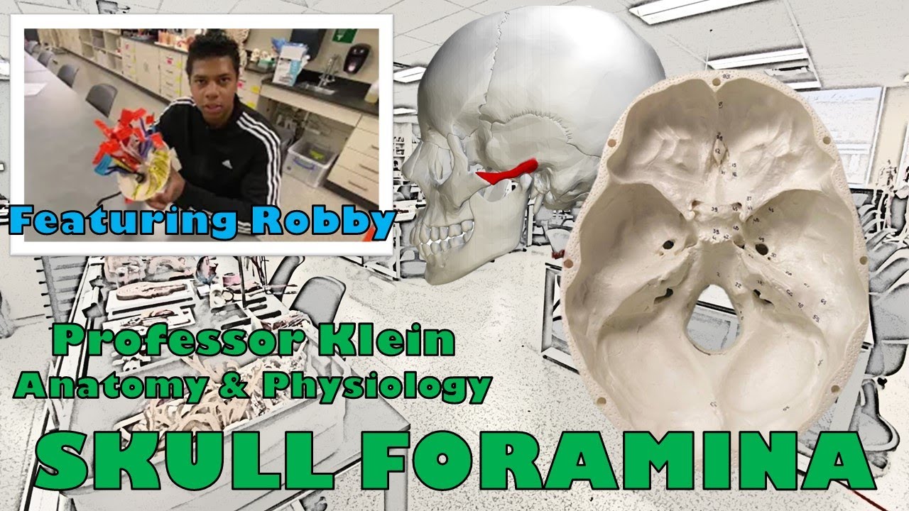 What are the Foramen in the skull called? Foramen & Cranial Nerve/Blood Vessels Overview