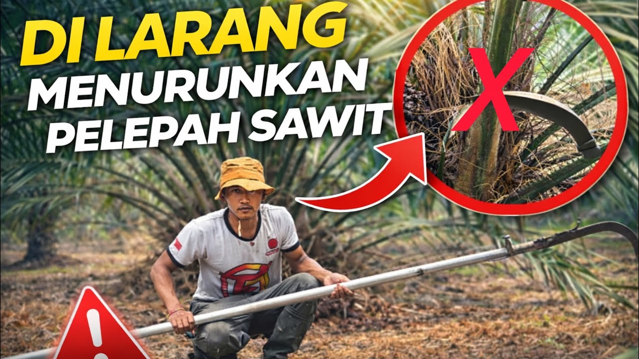 DILARANG MENURUNKAN PELEPAH SAWIT