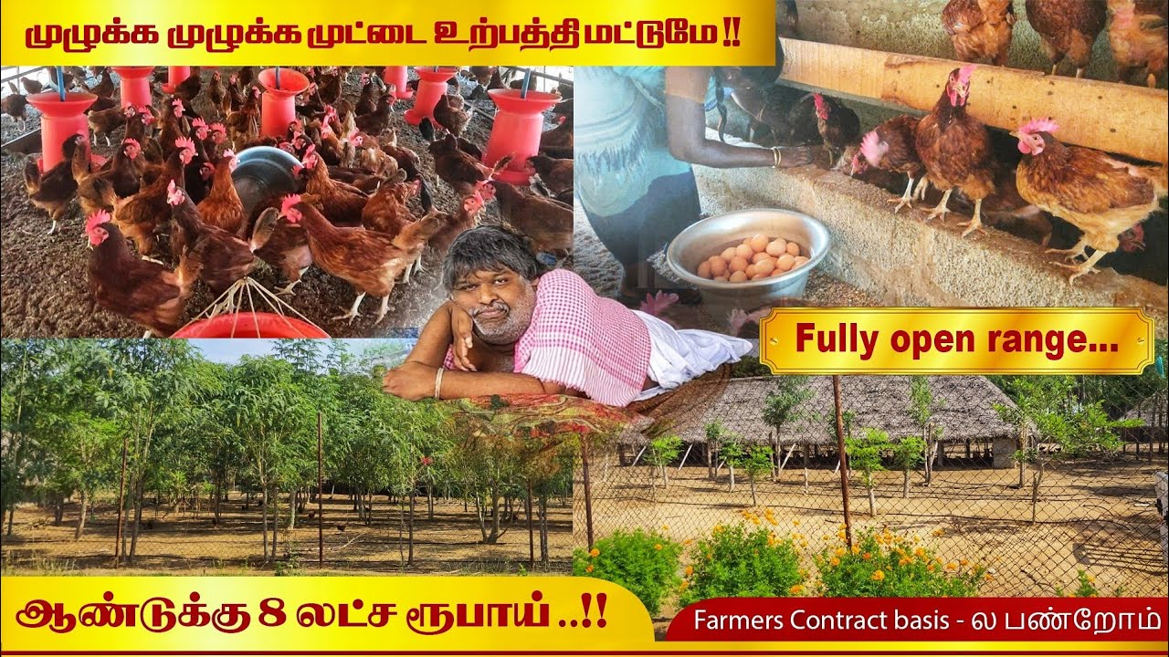 முட்டை உற்பத்தியில் இப்படியும் செய்யலாமா!? | Fully open range | #chickenfarming #happyhensfarm