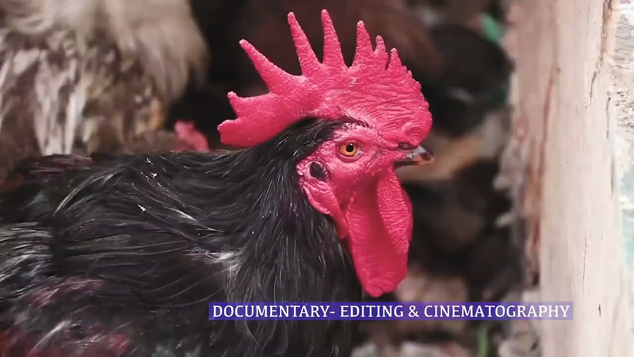 Editing Showreel