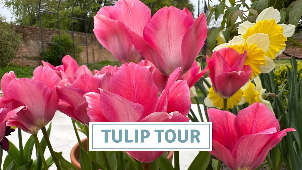 Tulip Tour 2023