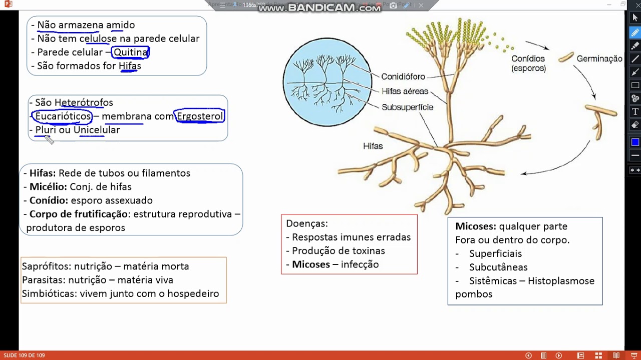 Fungos | Microbiologia