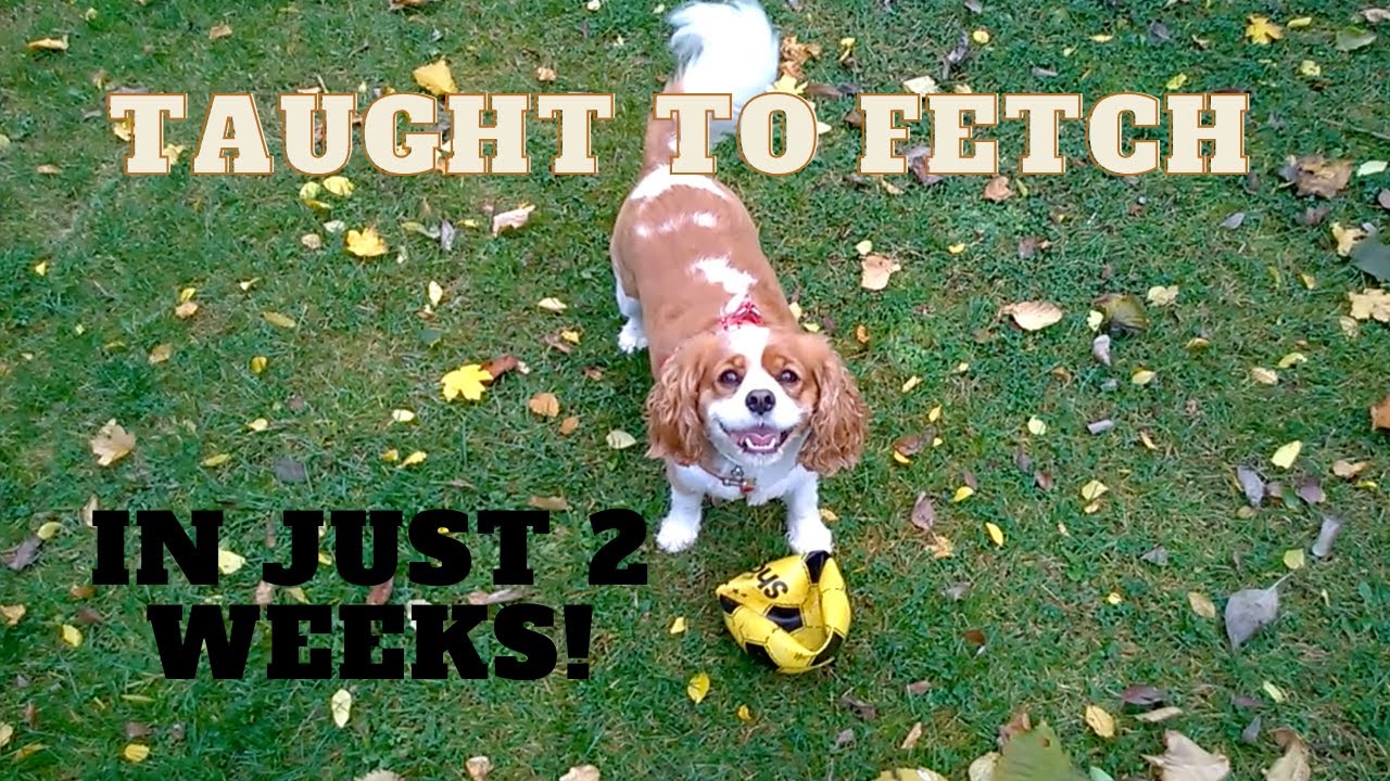 Cavalier King Charles Spaniel Playing Fetch