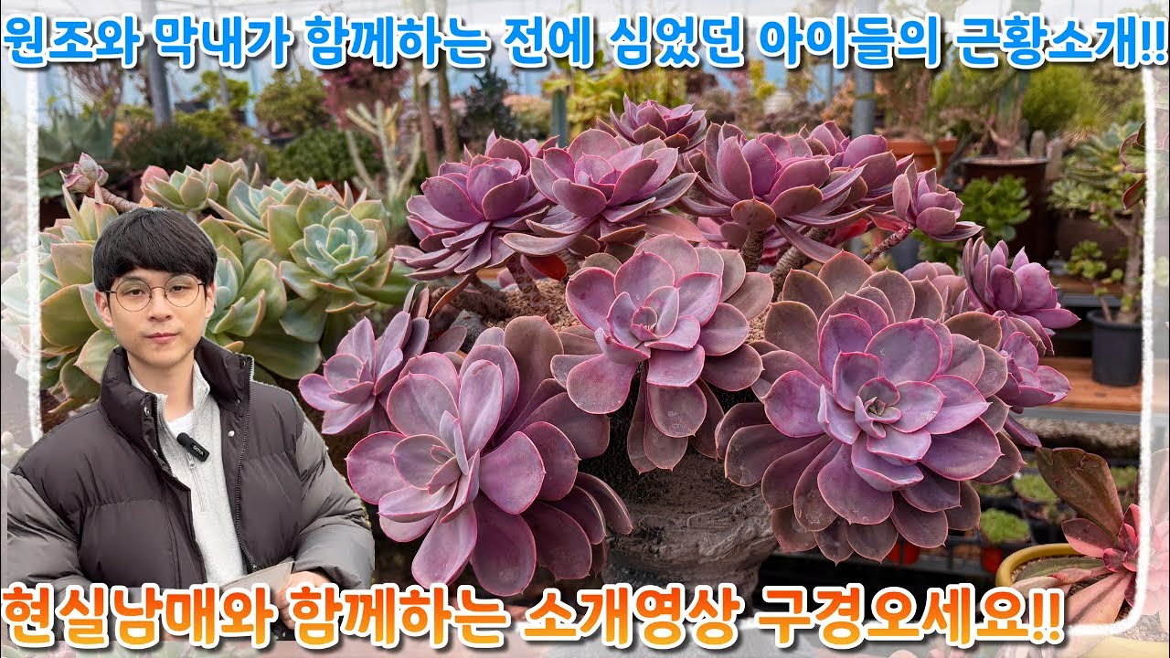 예전에 분갈이 했던 다육식물은 지금 어떤 모습일까?? 현실 남매와 함께 감상해요~~ (러브체인&브리트니&뉴헨의진주)