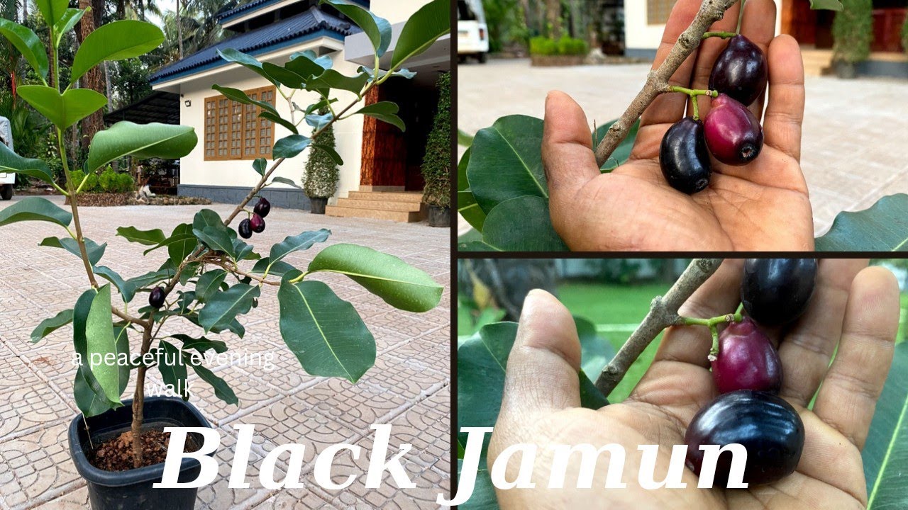 ഒരു വർഷത്തിൽ എന്റെ ഞാവൽ പഴം കായിച്ചപ്പോൾ [ Black Jamun ]