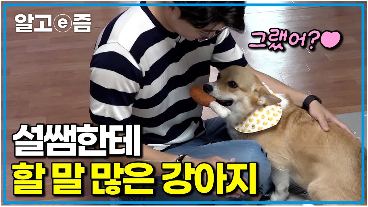 “얼굴만 봐도 알아요” 설쌤의 수의관상학(?)으로 만난 지 10분 만에 웰시코기 가족의 문제 파악 완료｜세상에 나쁜 개는 없다｜알고e즘
