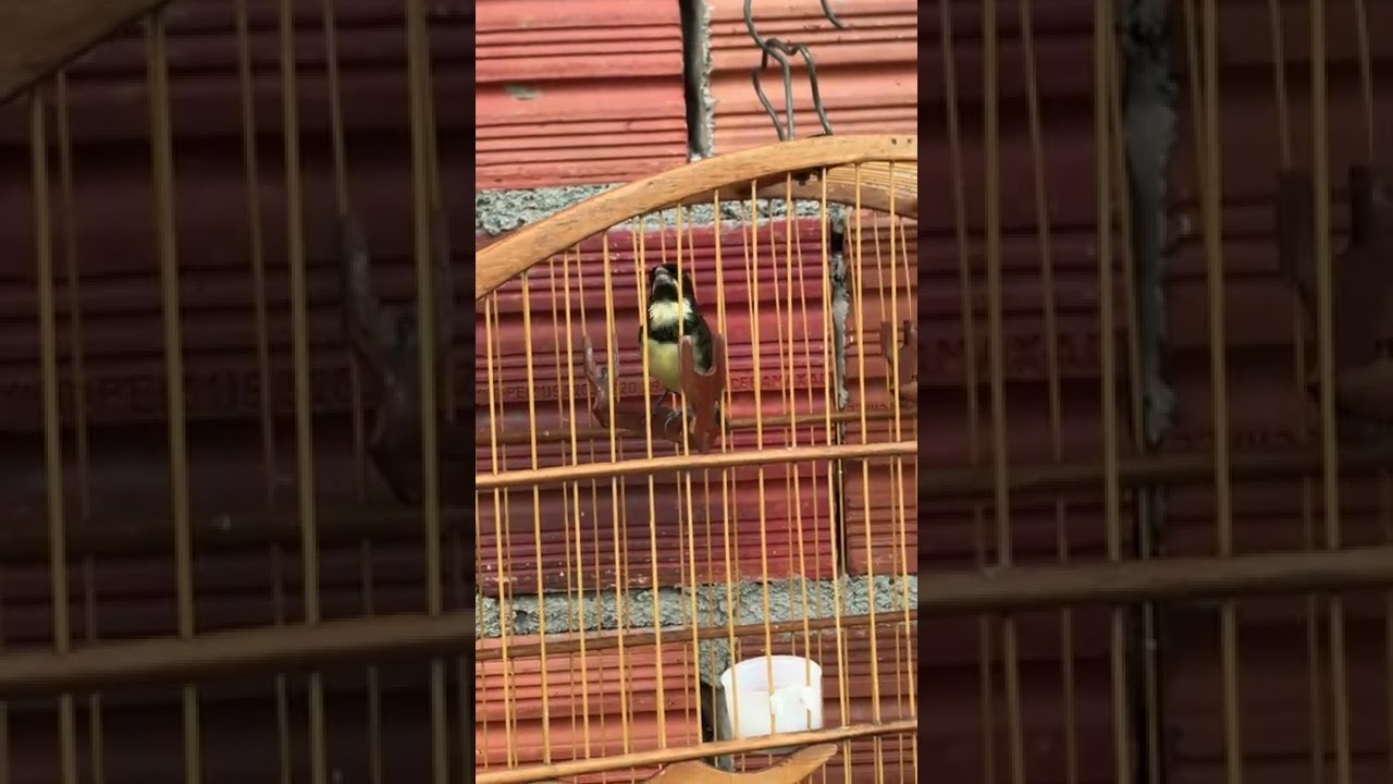 Coleiro laranjeira que agrada demais