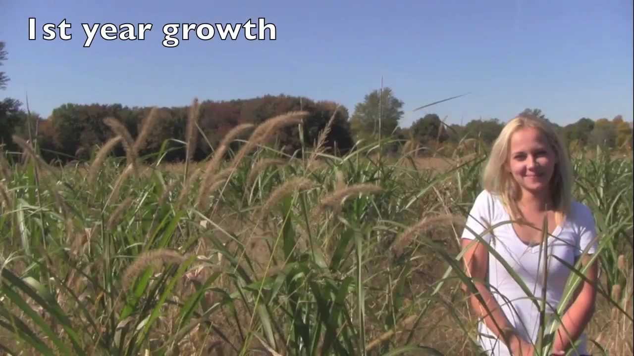 Maple River Farms - Growth of a single Miscanthus X Giganteus Rhizome