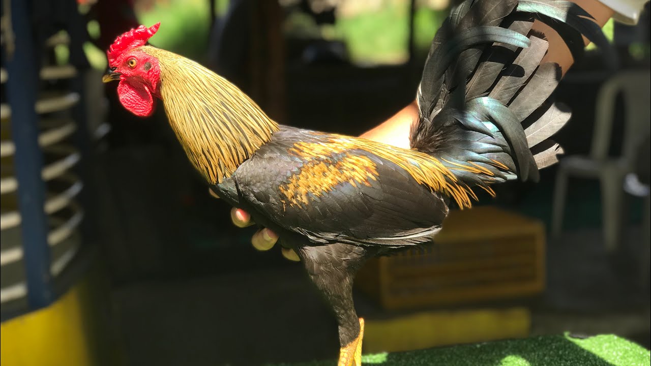 Giros Con Sentimiento *Galleria Wilmery* Wilson Basilio, Mirando Los Pollos y Su salud