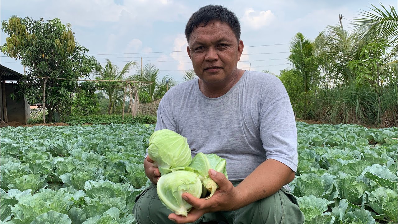 1.4 MILLION KITA sa 30K PUHUNAN sa CABBAGE. FREE HANDS-ON TRAINING PA!