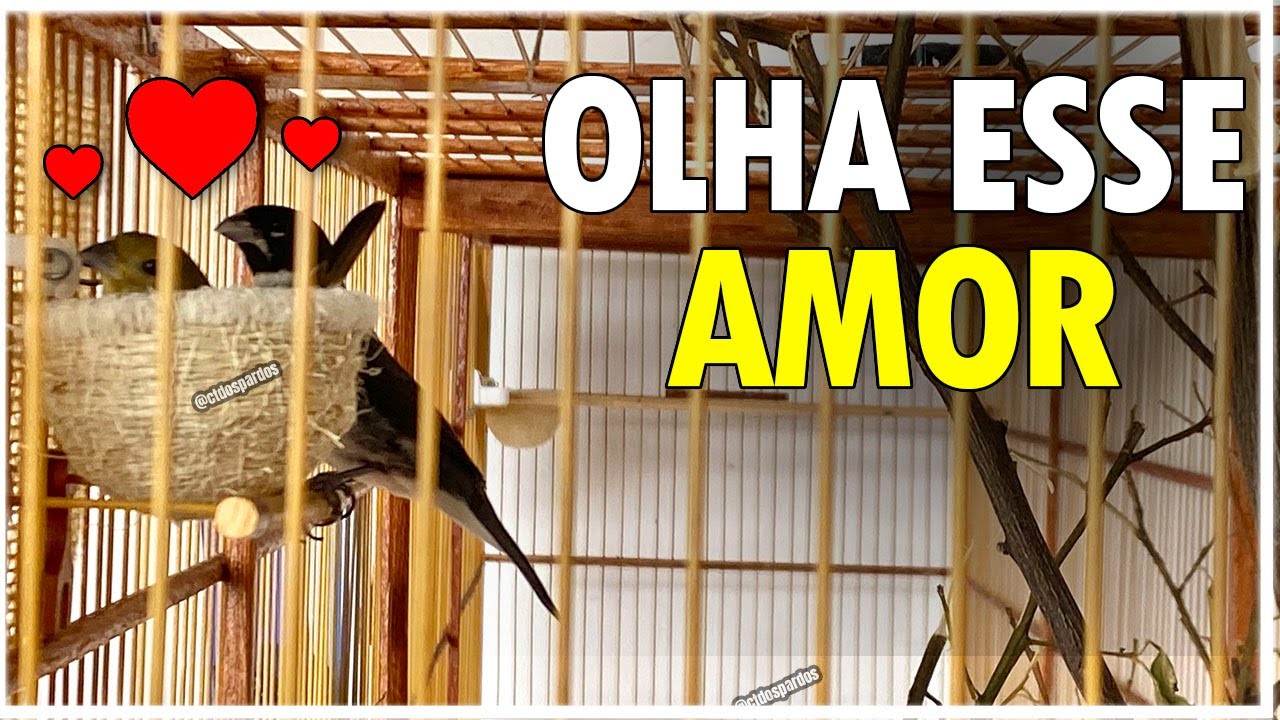 A Forma e como reproduzir coleiro na mesma gaiola