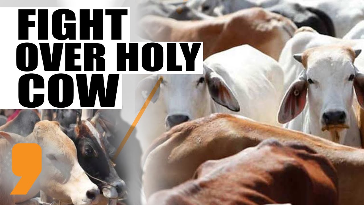 Live |  Review of Anti-Cow slaughter Act in Karnataka sparks political slugfest | News9