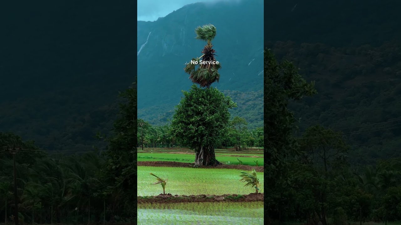 Monsoon Days in Kerala