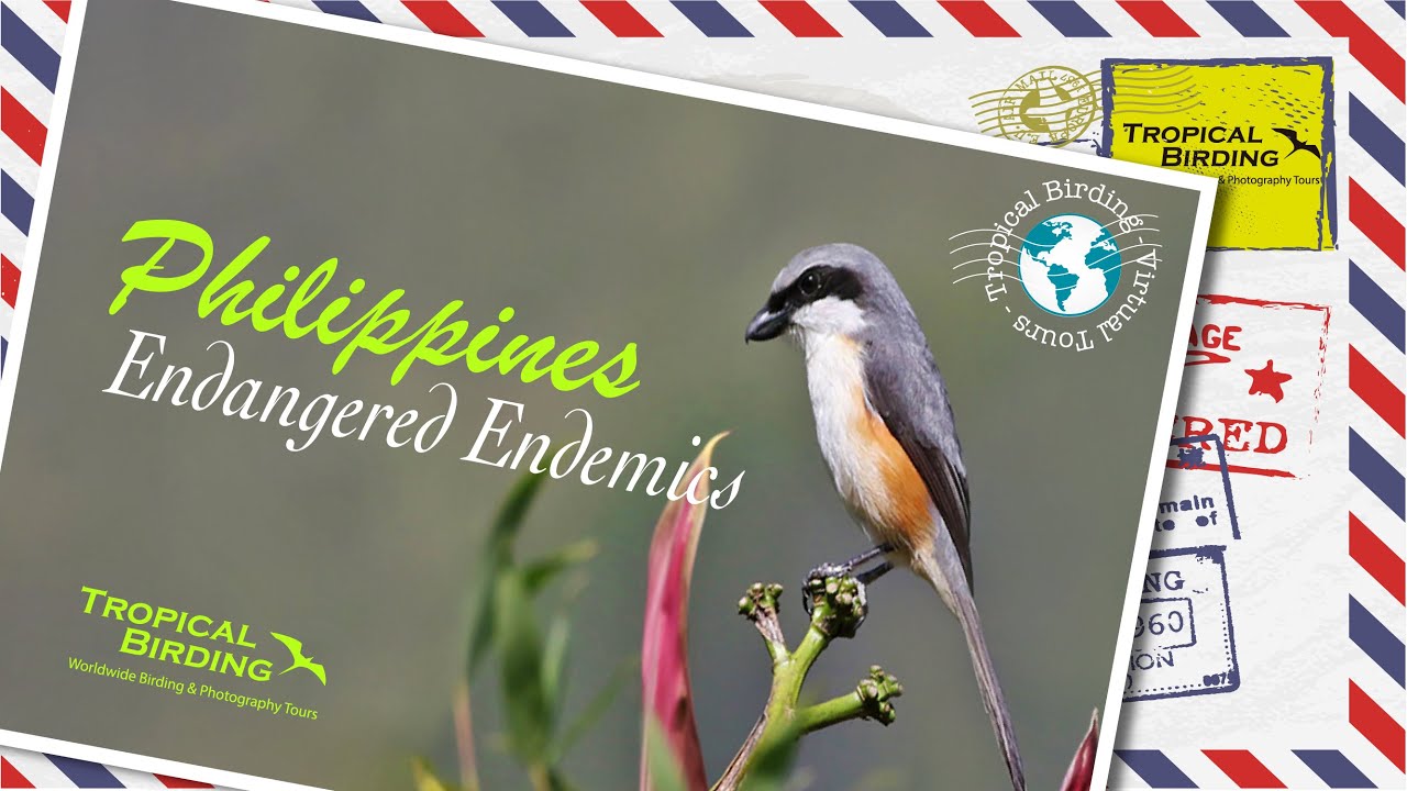 Tropical Birding Virtual Bird Tour 'Easy Philippines' by Charley Hesse