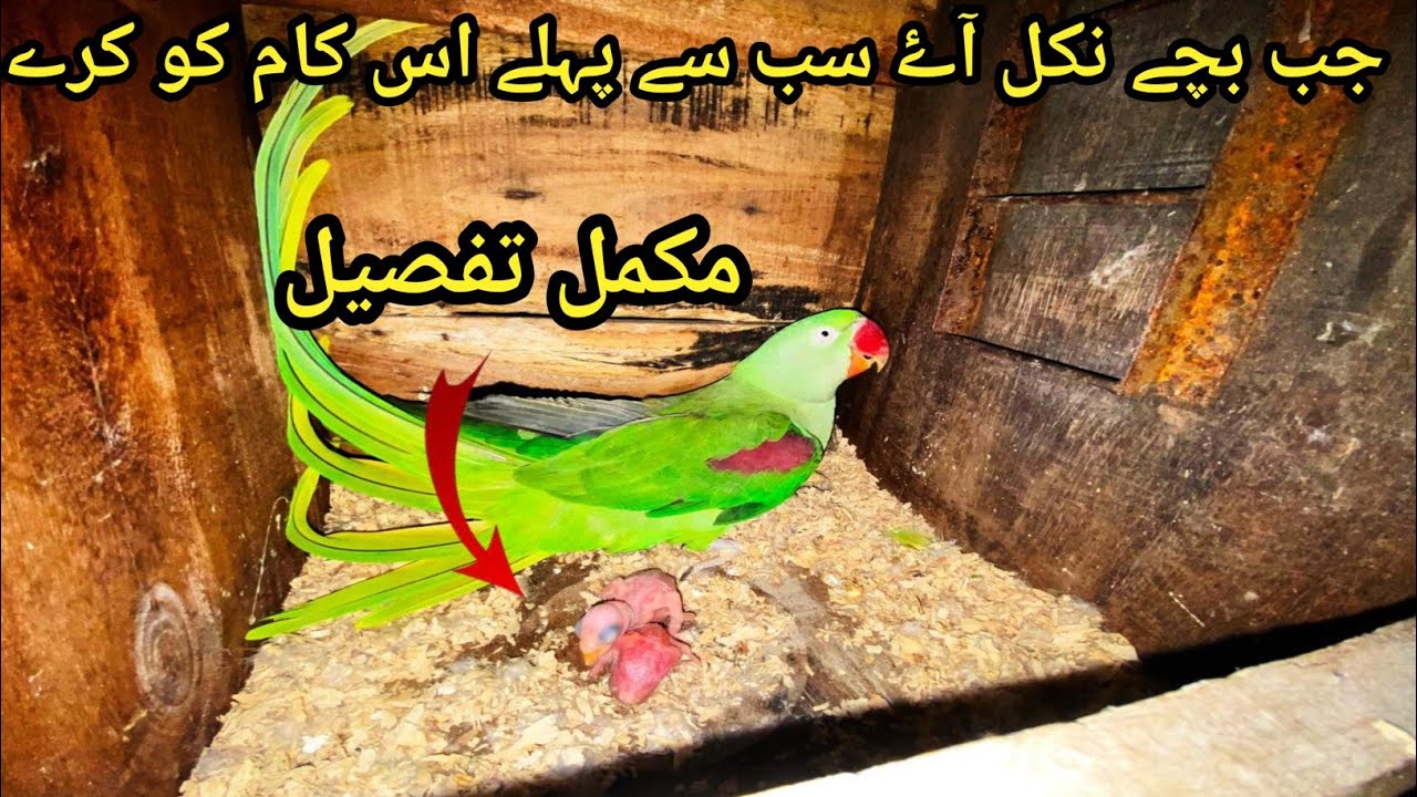 Raw Parrot Breeding | Raw Parrot Chicks | Raw K Bachy 