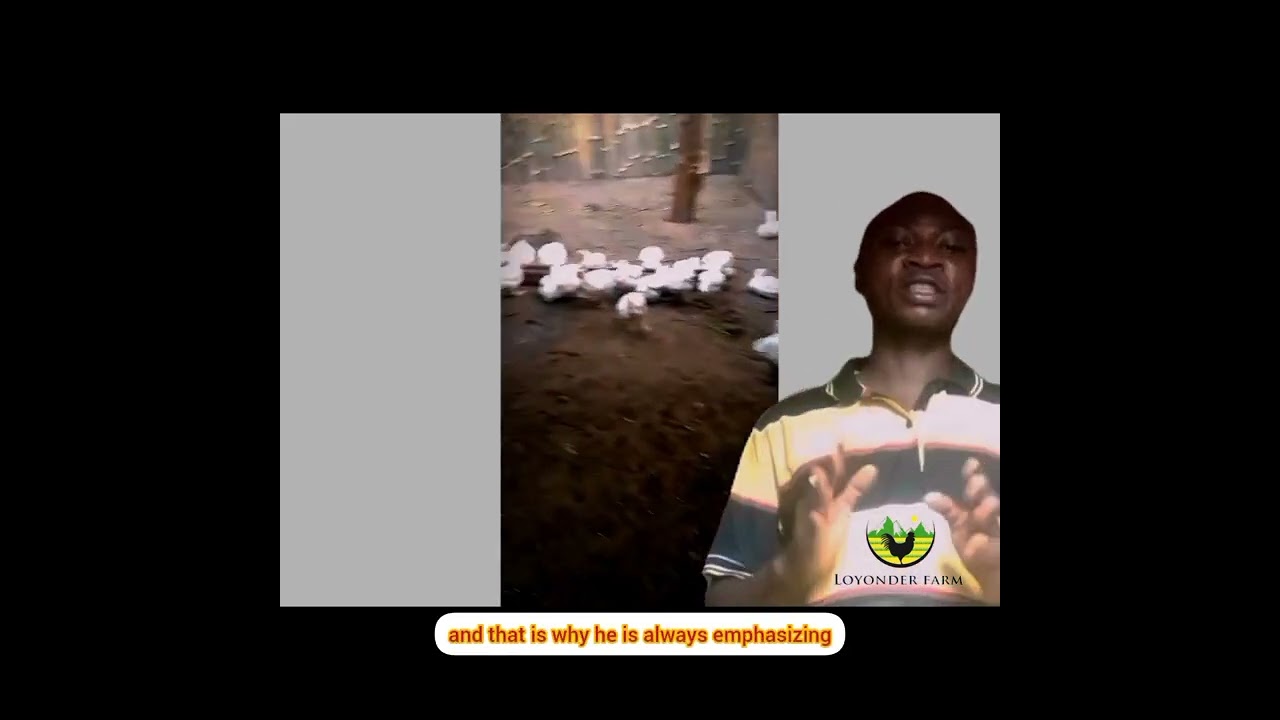 broiler male line #poultrytips