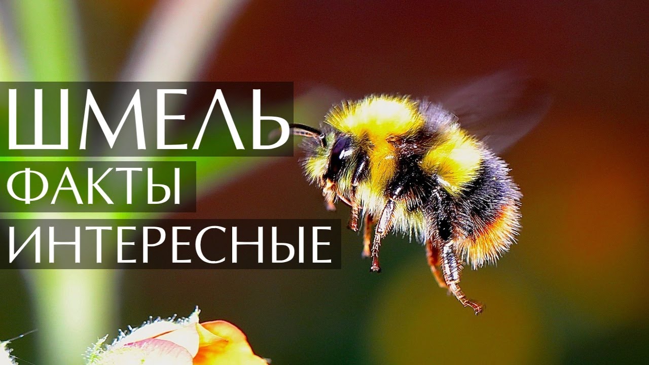 Шмель - интересные факты
