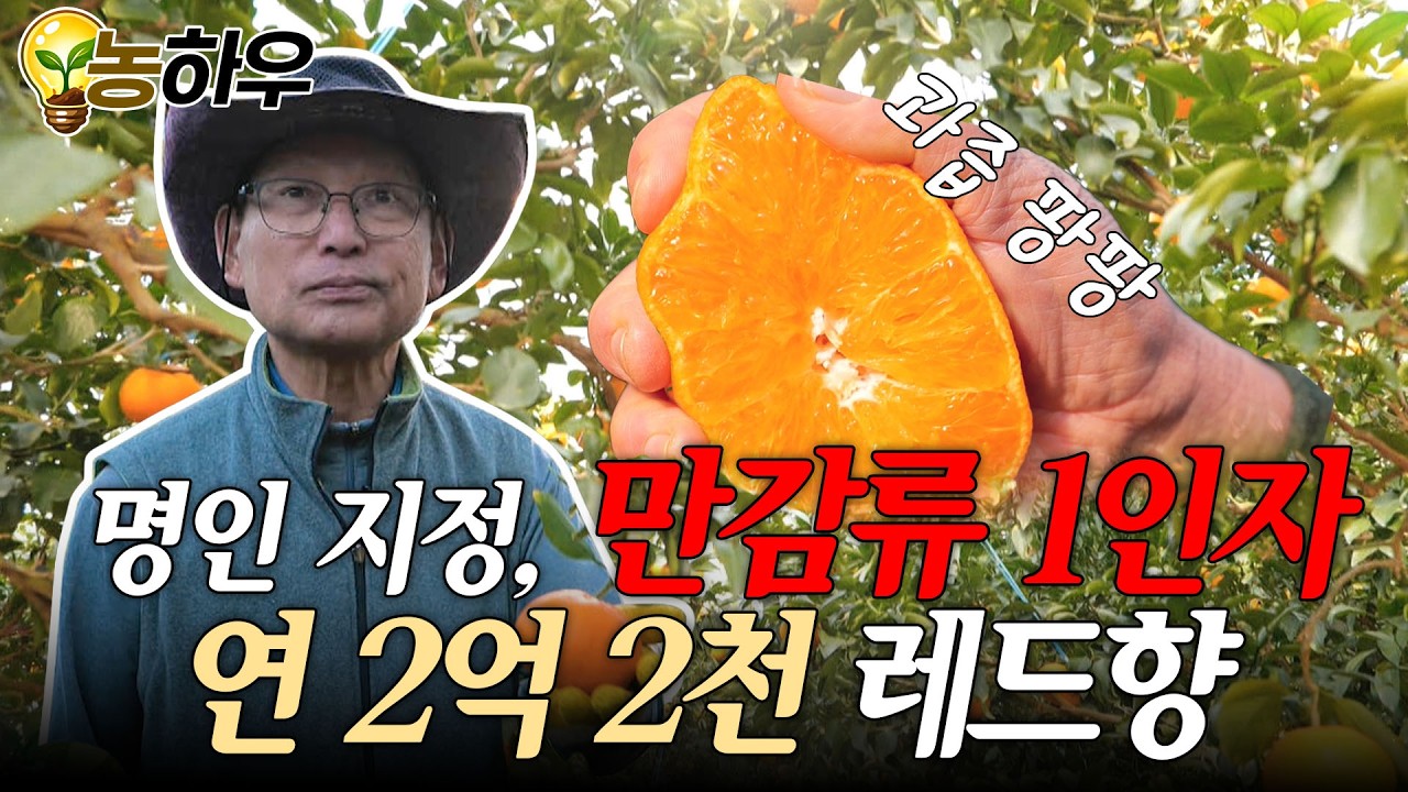 [역전의부자농부 395회] 레드향? 궁금한 거 다 물어봐! 만감류계 1타강사 등장🍊