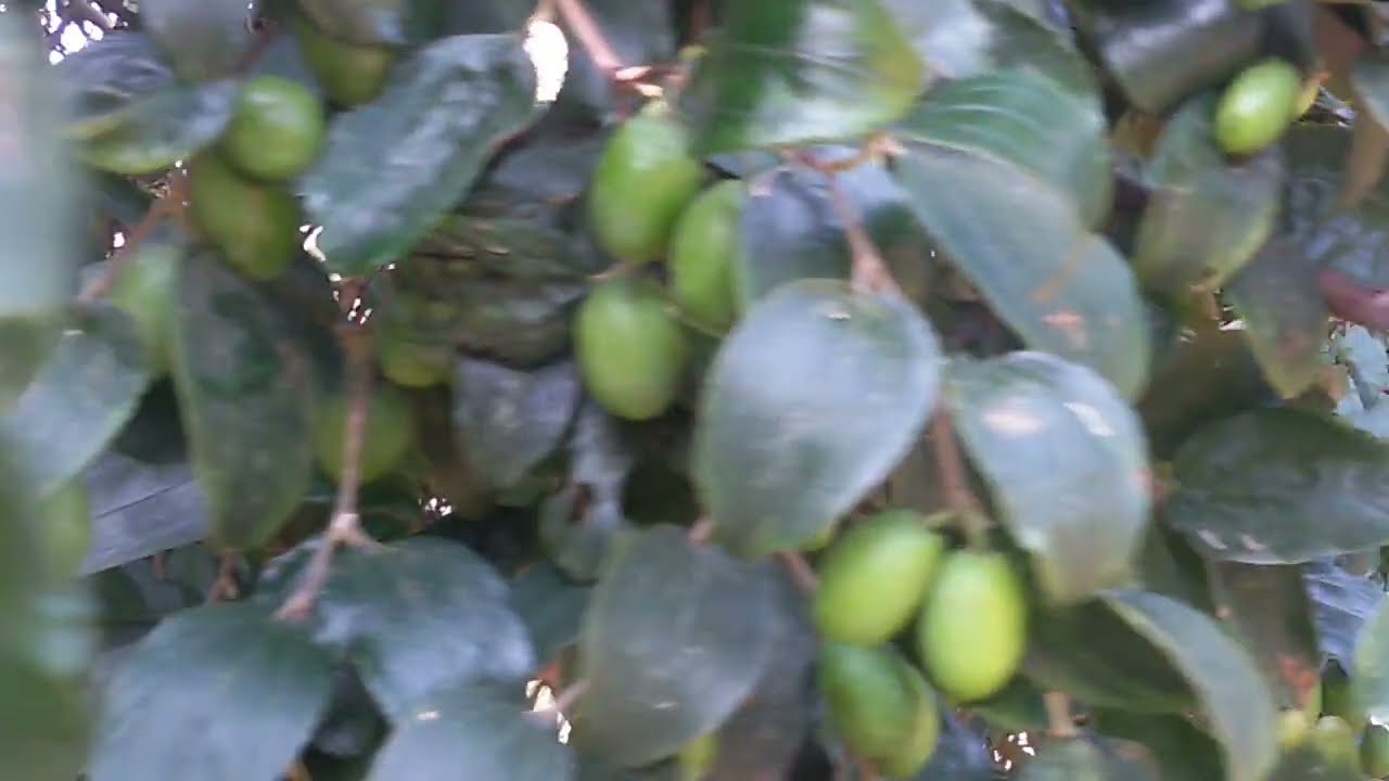Fruits Of Sidr Tree