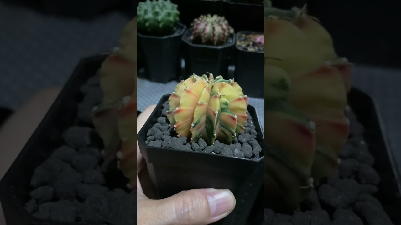 Pretty Gymno LB at Night #gymnocalyciumvariegata #variegatedplants #gymnocalycium #plantsathome