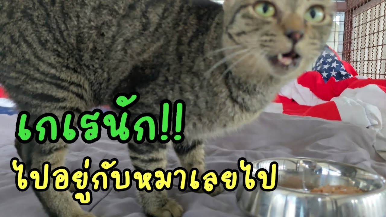 เกเรนักใช่มั๊ย!! ไปอยู่กับหมาเลยไป #แมวจร #catlover #cat #ผู้กองแขกกับแมวจร Vol.2 