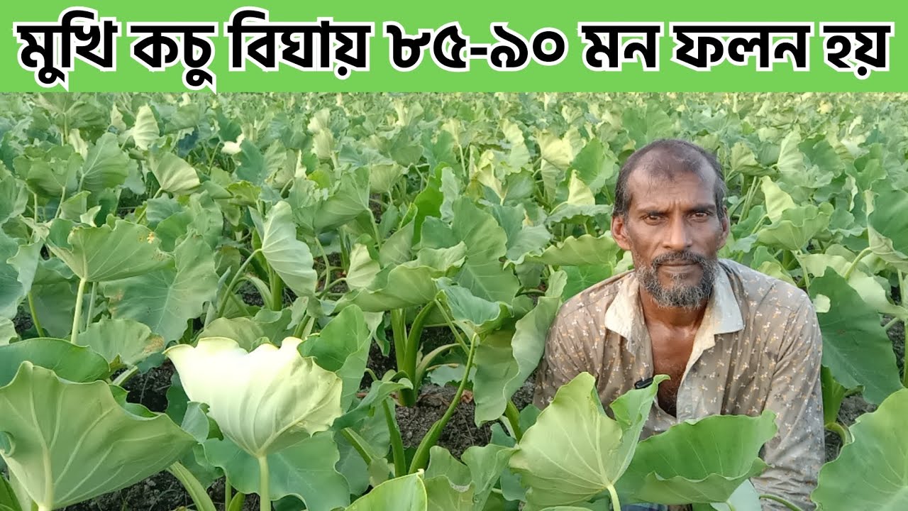 মুখি কচুর চাষ পদ্ধতি ২০২৪ । মুখি কচুর রোগ প্রতিরোধ ও জমির পরিচর্যা সম্পর্কে তথ্য। 