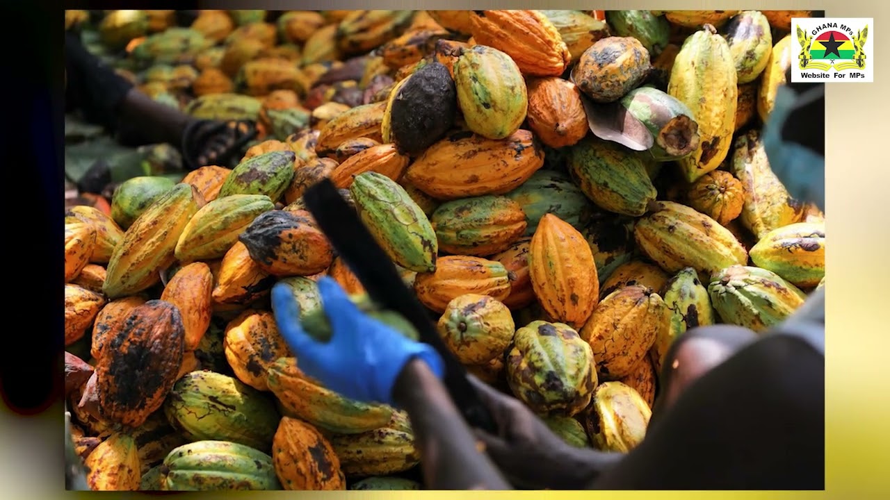 GHANAMP’s TV | MINORITY ENGAGES COCOA FARMERS IN THE FARMS